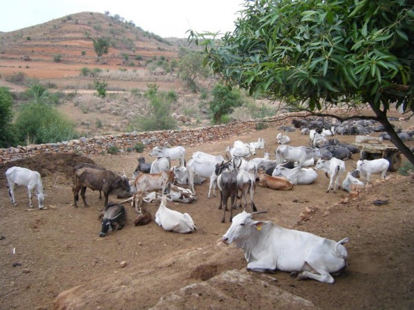 கோடை வெப்ப தாக்கத்தில் இருந்து கால்நடைகளை பாதுகாப்பது எப்படி…????