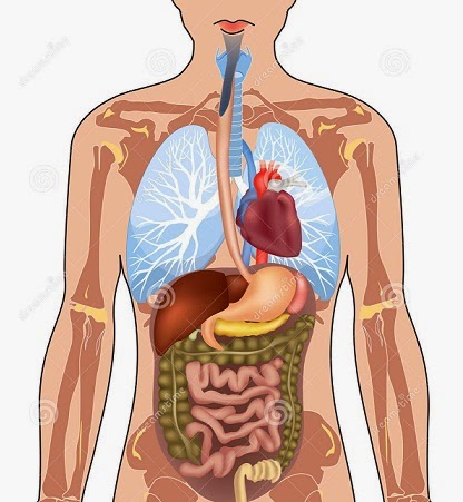 உடல் உறுப்புகளின் வேலைகள்!!!
